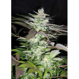  Black Jack Feminizada【Sweet Seeds】