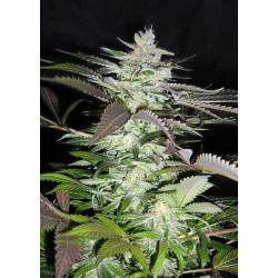 Black Jack