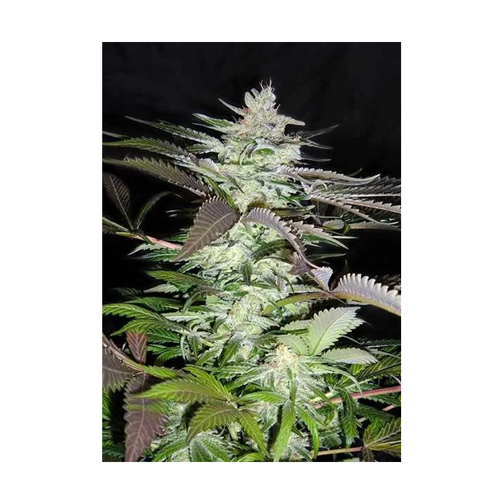 Black Jack FeminizadaSweet Seeds