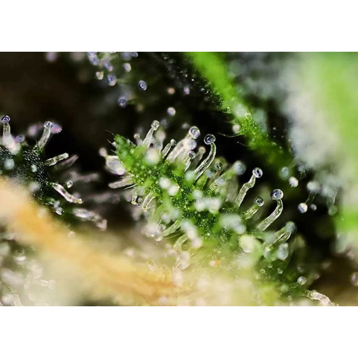 Black Jack FeminizadaSweet Seeds