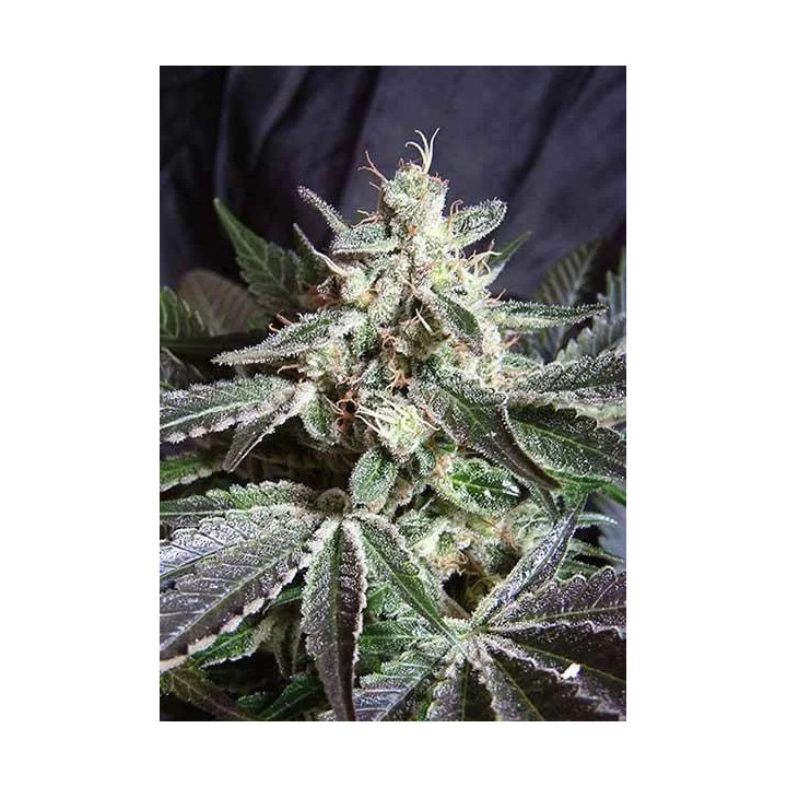 Black Jack FeminizadaSweet Seeds