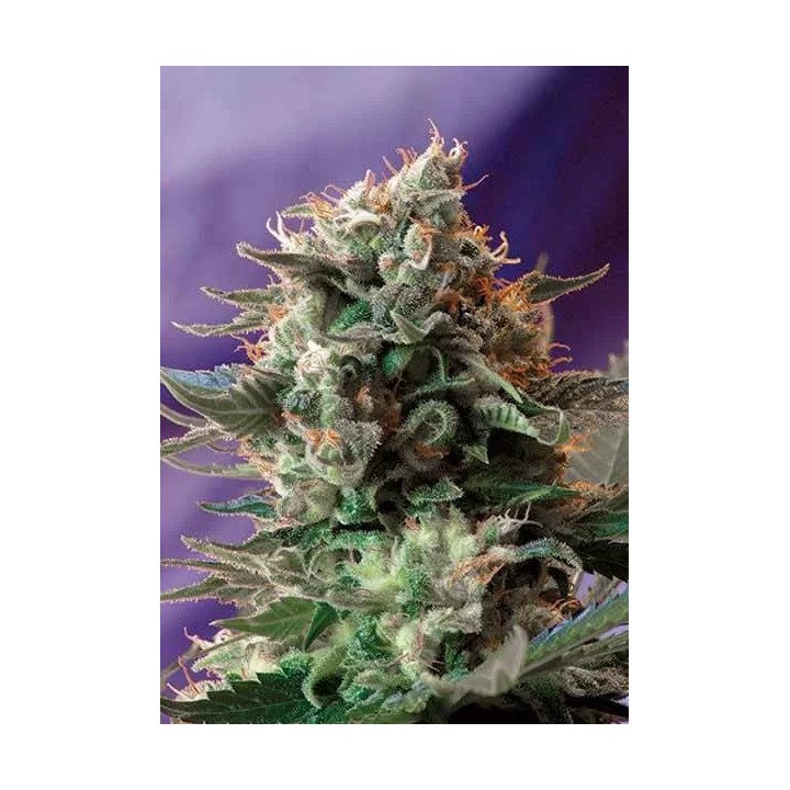 Jack 47 FeminizadaSweet Seeds