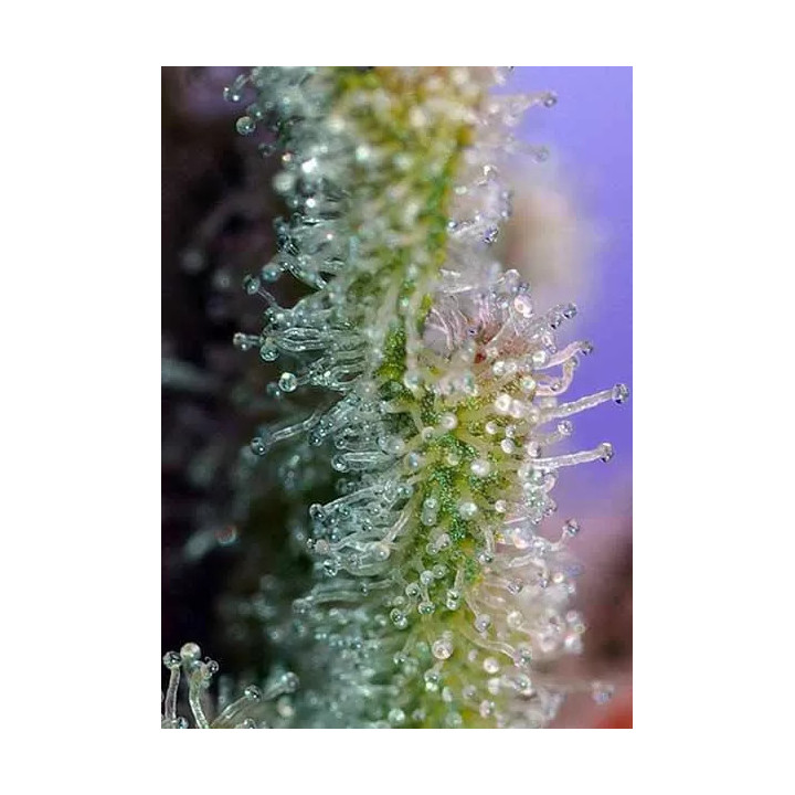 Jack 47 FeminizadaSweet Seeds