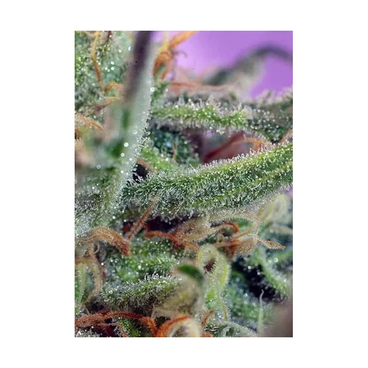 Jack 47 FeminizadaSweet Seeds