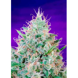 Green Poison FeminizadaSweet Seeds