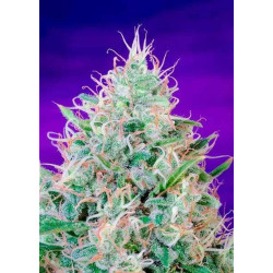 GREEN POISON