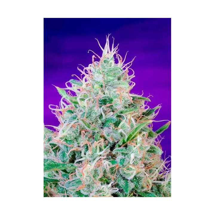  Green Poison Feminizada【Sweet Seeds】