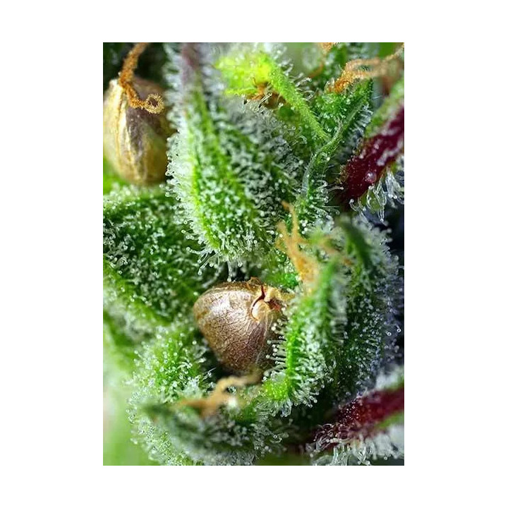  Green Poison Feminizada【Sweet Seeds】
