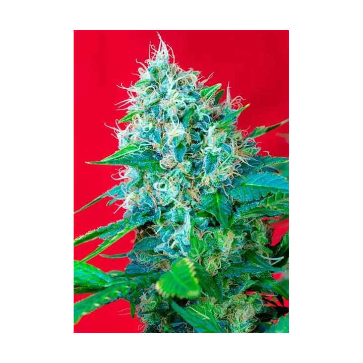  Green Poison Feminizada【Sweet Seeds】