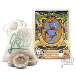  Sweet Cheese Feminizada【Sweet Seeds】