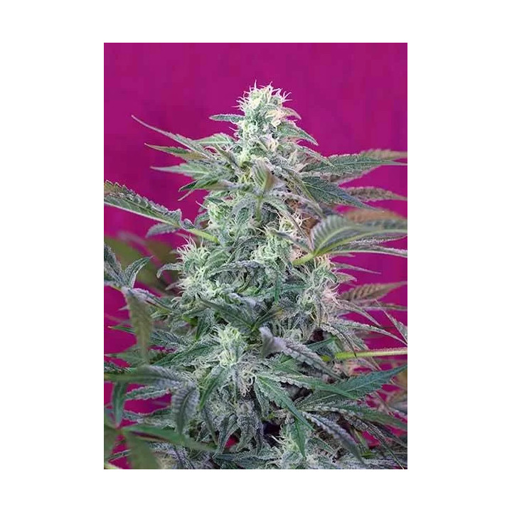  Big Foot Feminizada【Sweet Seeds】