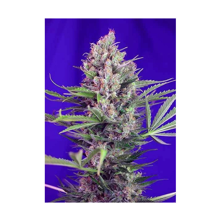 Cream Mandarine F1 FV FeminizadaSweet Seeds