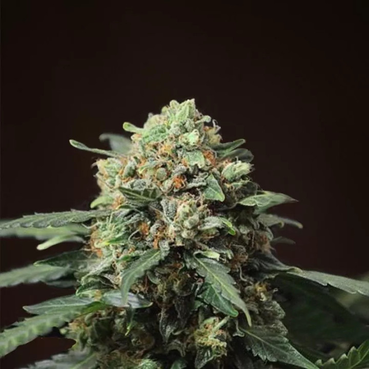  Big Devil Auto【Sweet Seeds Autofloreciente】