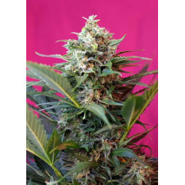  Big Devil XL【Sweet Seeds Autofloreciente】