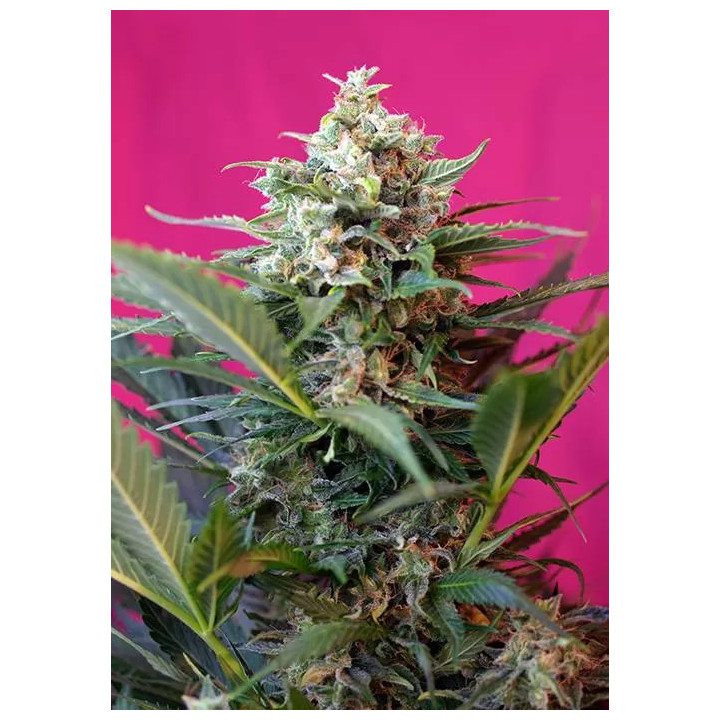 Big Devil XLSweet Seeds Autofloreciente