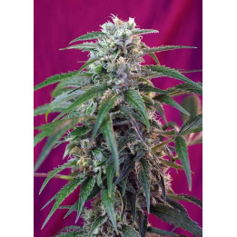  Green Poison Auto【Sweet Seeds Autofloreciente】