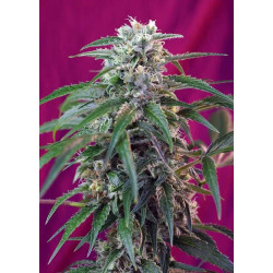 GREEN POISON AUTO