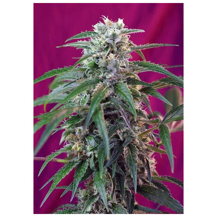  Green Poison Auto【Sweet Seeds Autofloreciente】