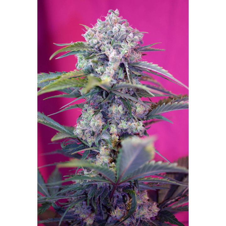 Cream Mandarine AutoSweet Seeds Autofloreciente