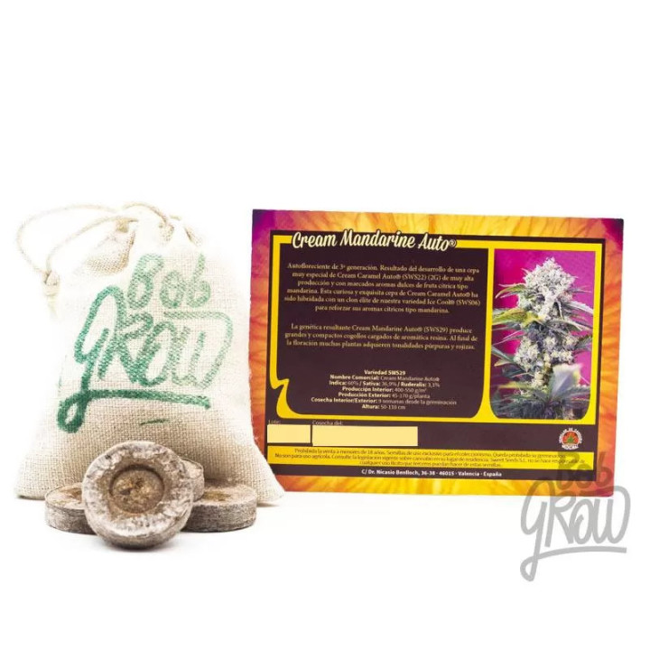 Cream Mandarine AutoSweet Seeds Autofloreciente