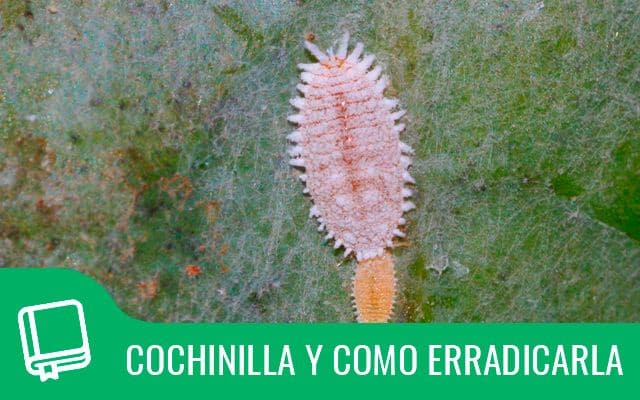 Cochineal how to eliminate