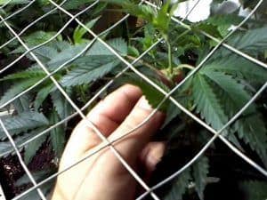 Cultivo de marihuana en SCROG 3