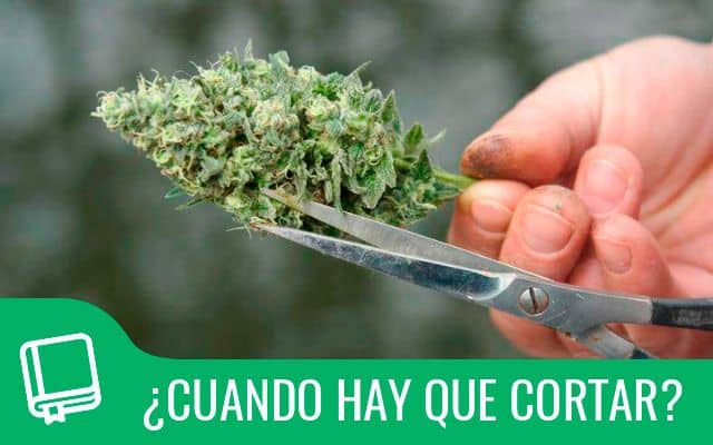¿Cómo cuidar una planta de Marihuana?