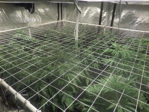 Cultivo de marihuana en SCROG 4