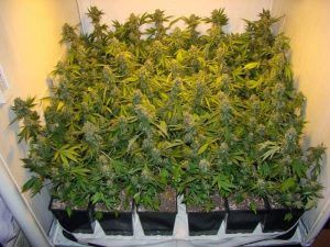 Cultivo de marihuana en SOG 2