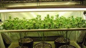 Cultivo de marihuana en SOG 3
