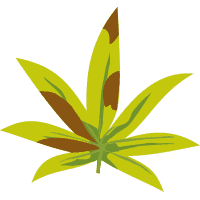 Carencias y excesos en el cultivo de marihuana 11
