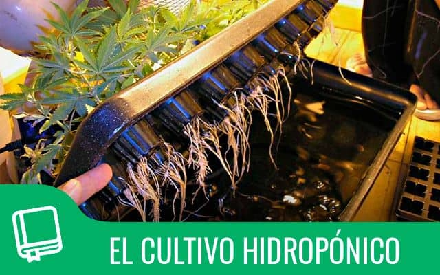 Cultivo hidroponico