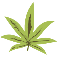 Carencias y excesos en el cultivo de marihuana 4
