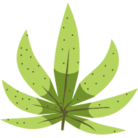 Carencias y excesos en el cultivo de marihuana 3