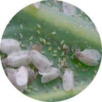 What is whitefly and how to eliminate it?  4