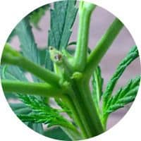 Técnicas de poda en las plantas de marihuana 3