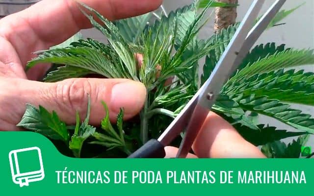 Técnica podar planta marihuana